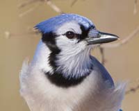bird bluejay faceright