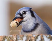 bird bluejay hog