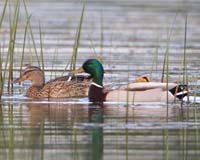 bird duck mallard