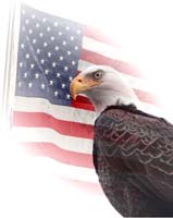 bird eagle flag