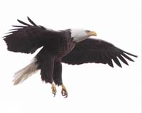 bird eagle talons