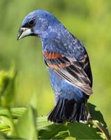 bird grossbeak