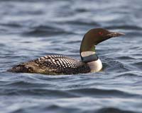 bird loon on water