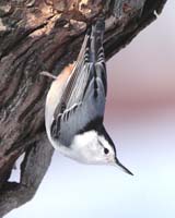 bird nuthatch