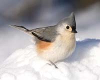 bird tufted titmouse on snow
