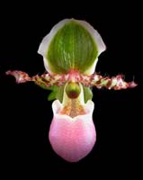 flower orchid