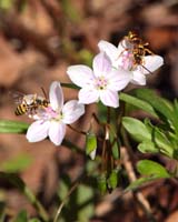 flower spring beauties