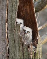 owl baby 4