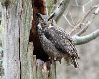 owl mom 1
