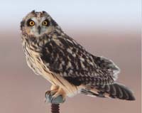 owl short eared