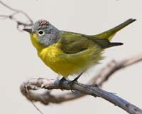 warbler nashville