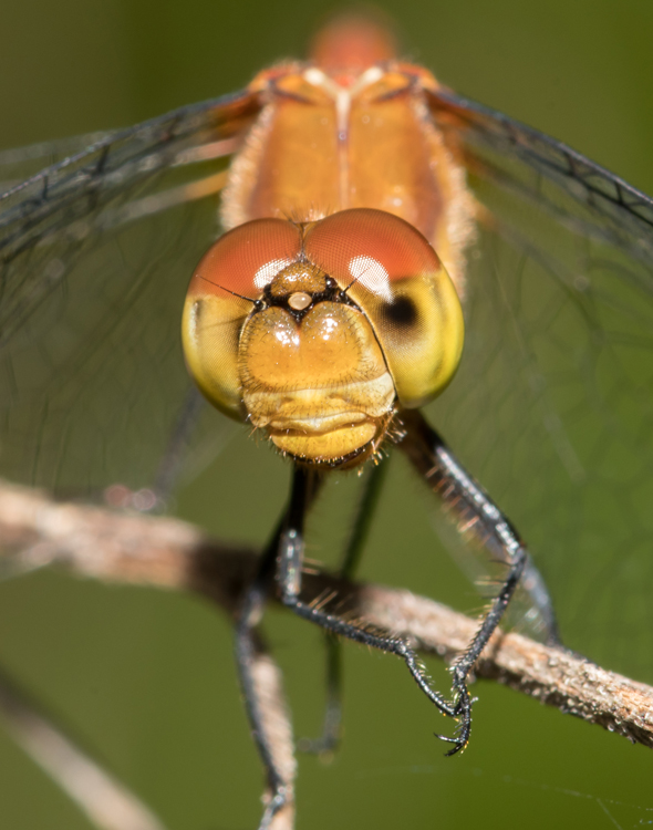 DSC_3498