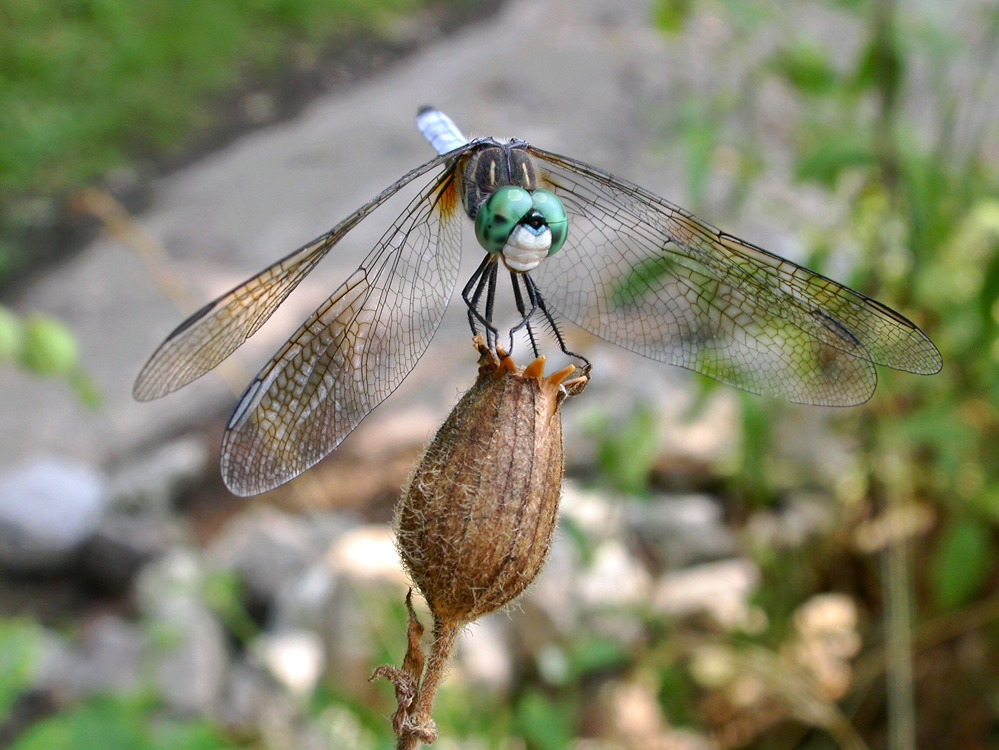 blue_dasher_smile