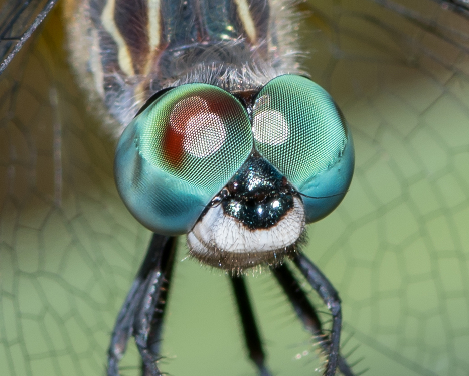 compound_eyes2