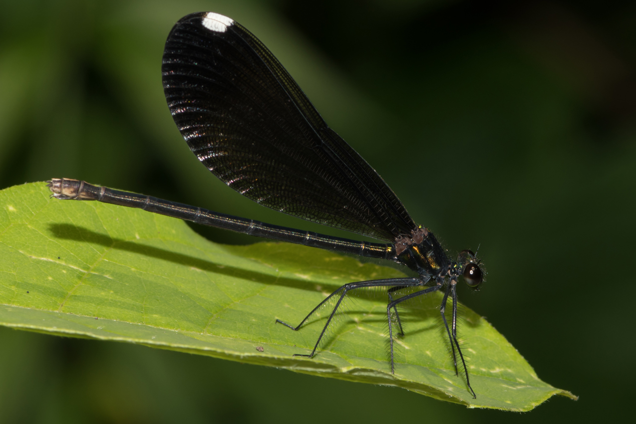 ebonyjewelwing