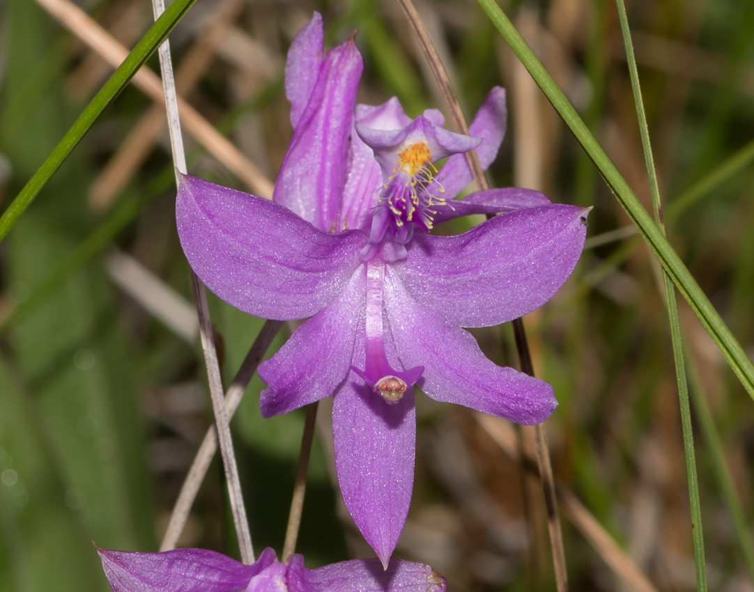 grasspinkorchid