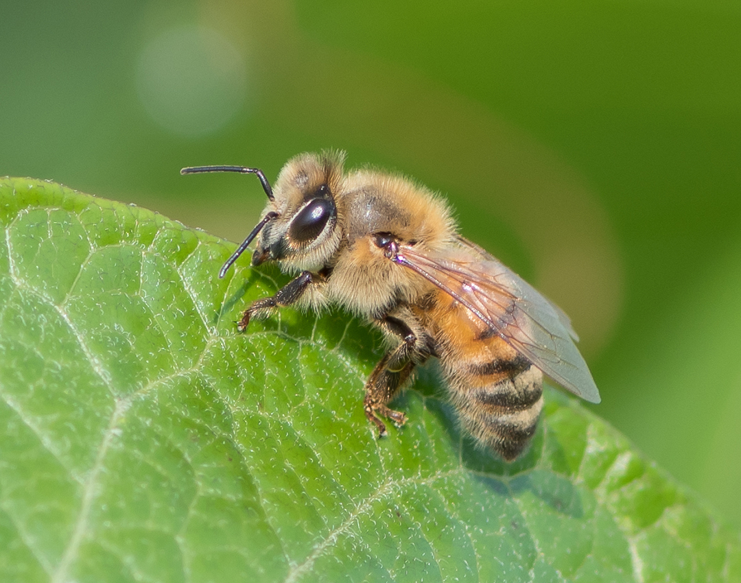 honeybee