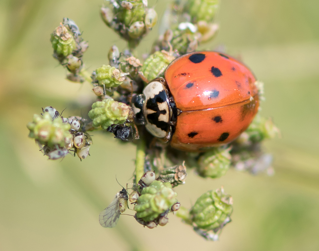 ladybugAphids