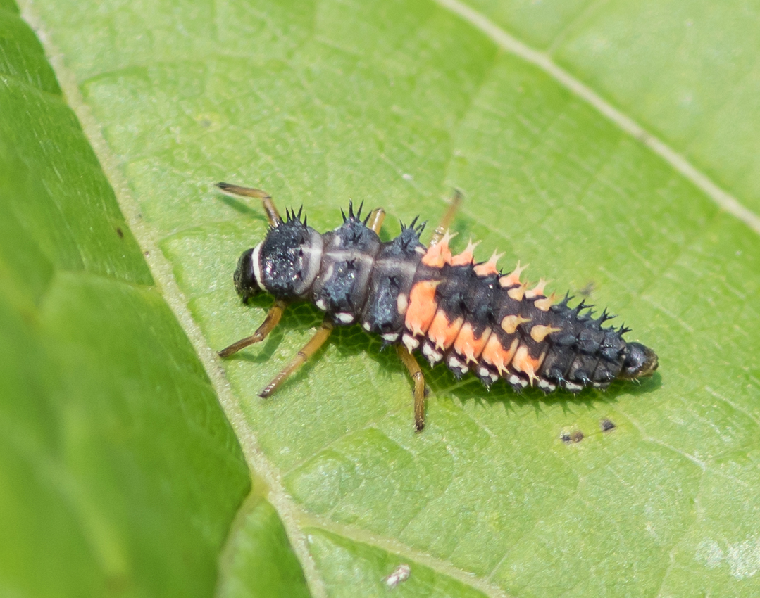 ladybugLarva
