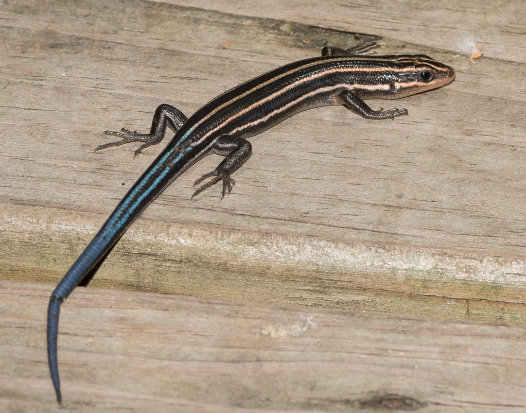 lizard