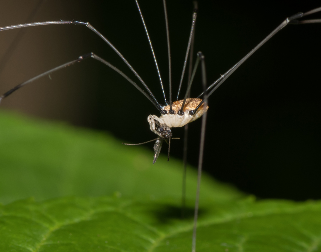 longleggereating