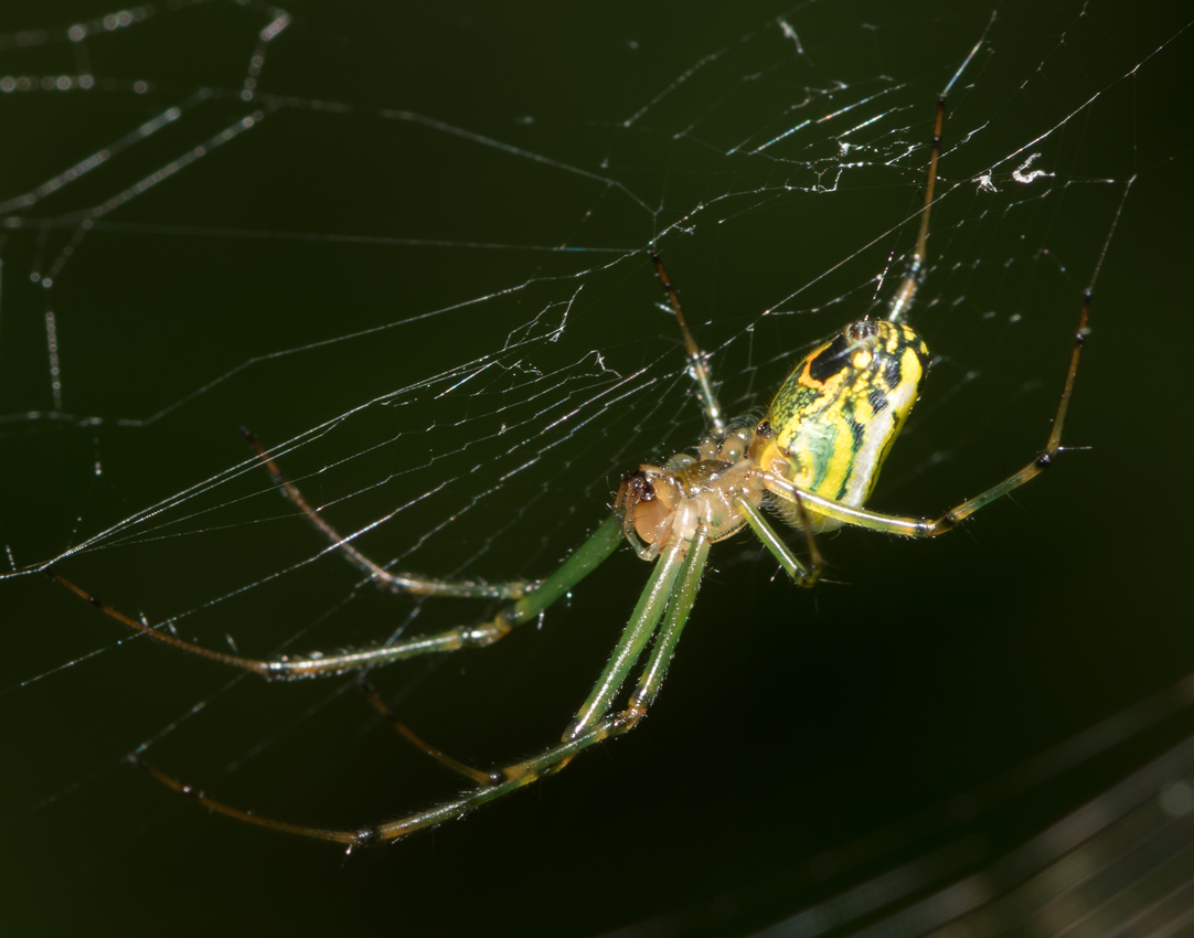 orbweaver