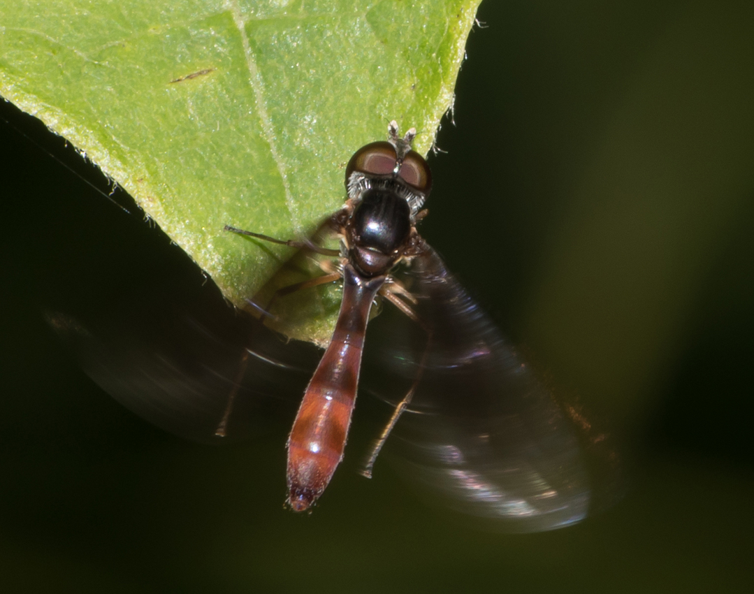 picturewingedfly