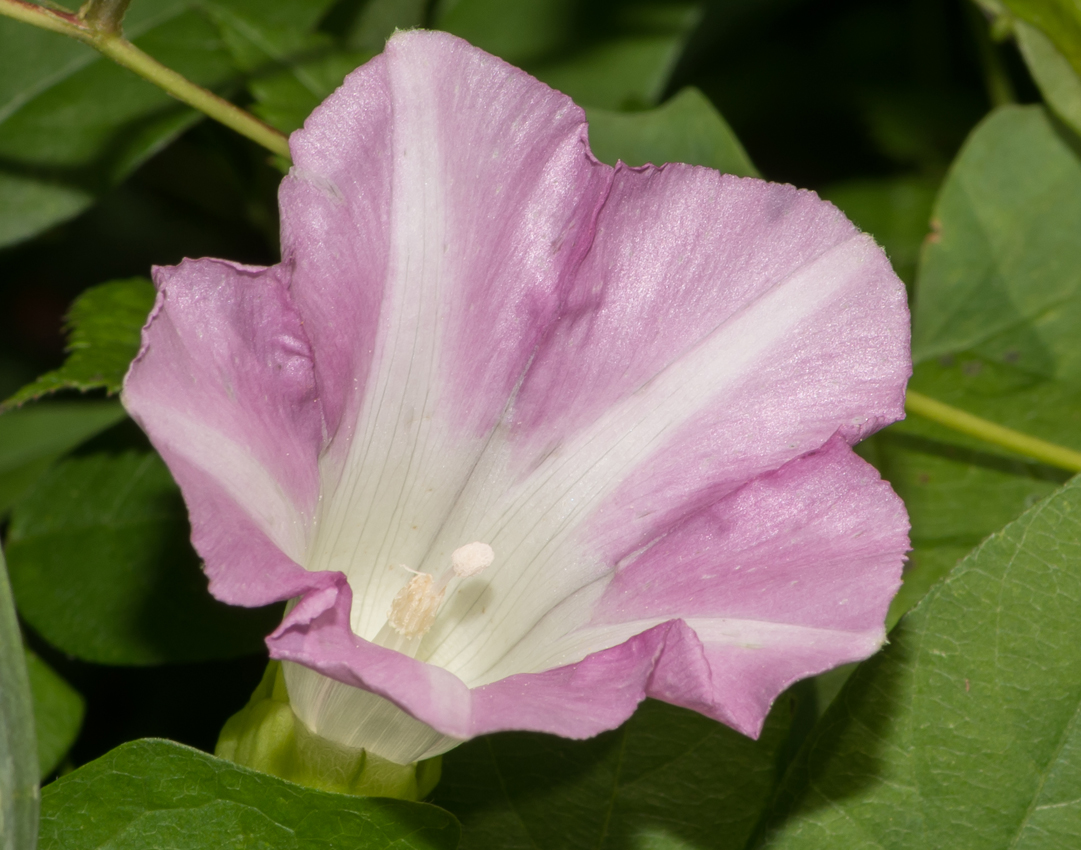 pinkglory