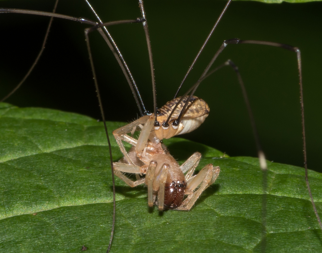 spiderSpider