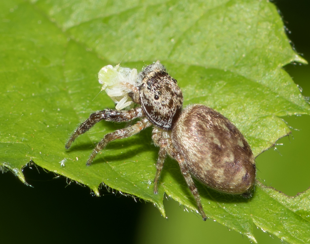 spiderhopper