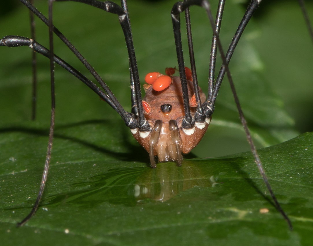 spiderreflection