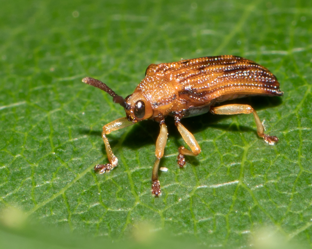 tinybeetle