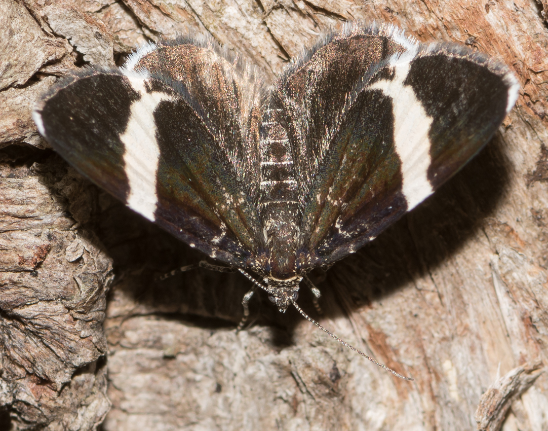 whitelinedblackmoth