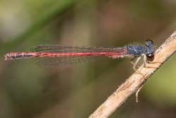 redDamselfly
