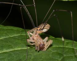 spiderSpider