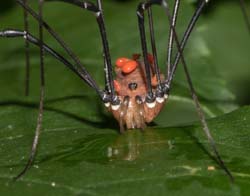 spiderreflection