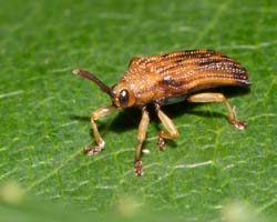 tinybeetle