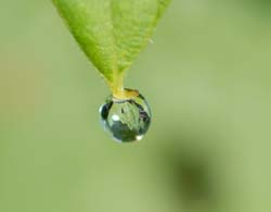 waterdrop