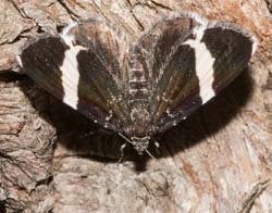 whitelinedblackmoth