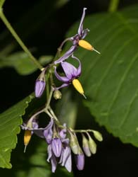 wildflower