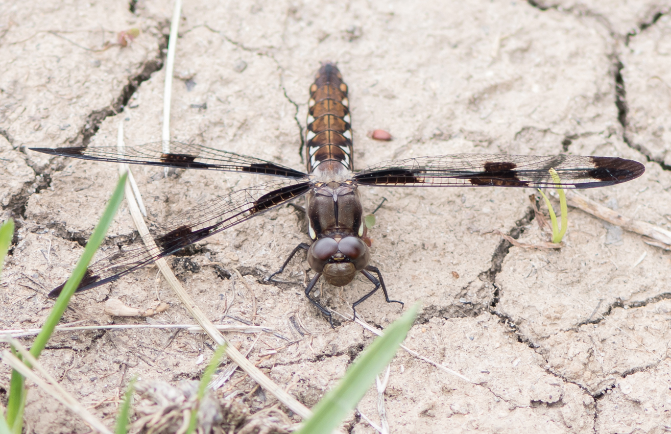 12-spotted_skimmer_female