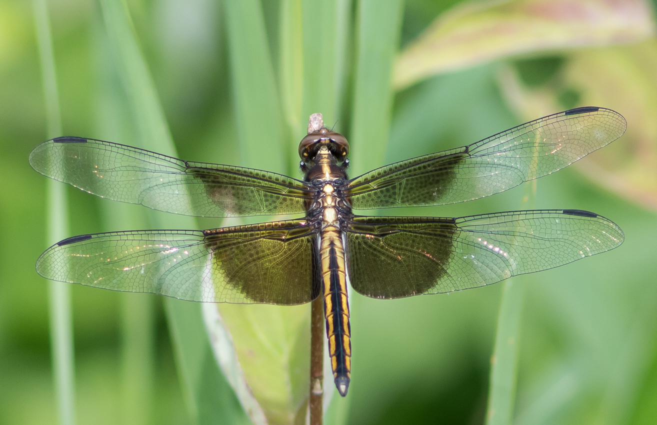 widow_skimmer_female2