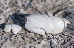 bleached_crawfish