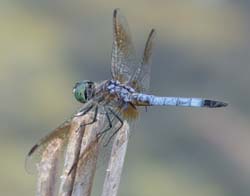 blue_dasher_dragonfly