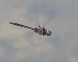 blue_dasher_immature