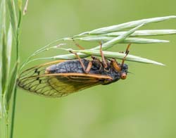 cicada1