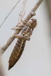 dragonfly_husk