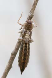 dragonfly_husk2