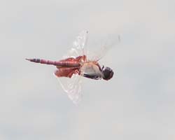 red_saddlebag_dragonfly