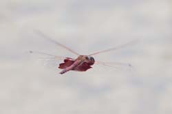 red_saddlebag_dragonfly2